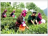 Quân khu 3 quán triệt, thực hiện Nghị quyết 520 của Quân ủy Trung ương