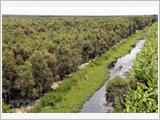 Mangrove forests in Vietnam