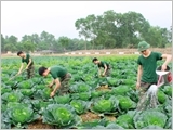 Following Uncle Ho’s teachings, the Army Corps 2 enhances agricultural production and practice of thrift