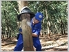 Người lao động khai thác mủ cao su.