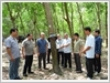 Thủ trưởng Bộ Tư lệnh Binh đoàn kiểm tra vườn cây cao su tại Campuchia, thuộc Đoàn Kinh tế - Quốc phòng 74.